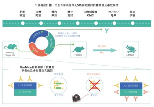 中國(guó)版“再生元”崛起 百奧賽圖攜基因編輯鼠平臺(tái)赴港IPO，開(kāi)啟抗體藥物研發(fā)新篇章