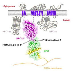 2016中國(guó)生物科學(xué)突破巡禮 十大重磅研究角逐年度桂冠